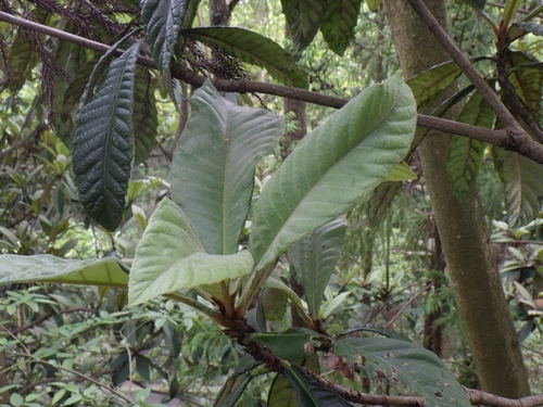 Loquat