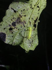 Euclea distrahens