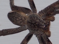 Palystes superciliosus