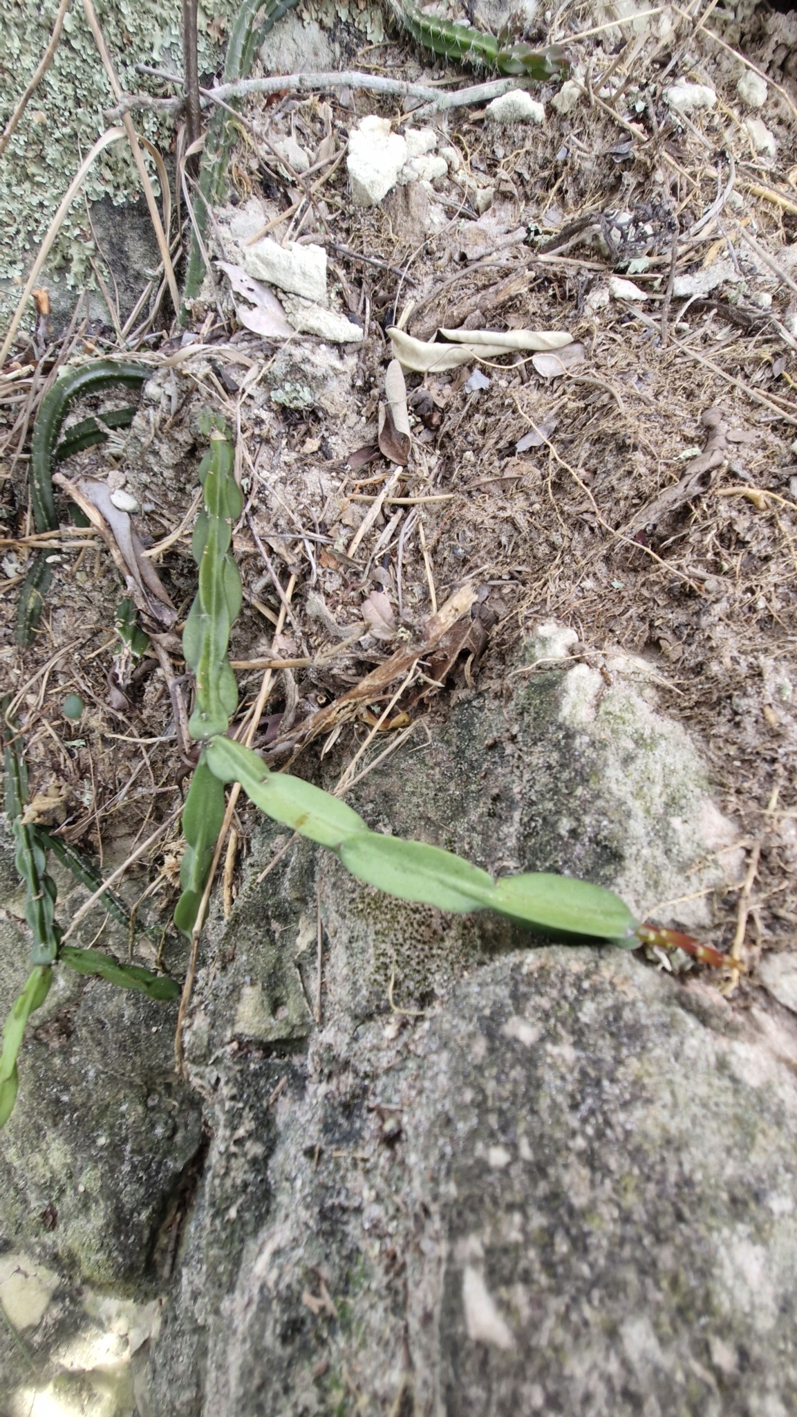Rhipsalis paradoxa