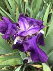 Iris × germanica
