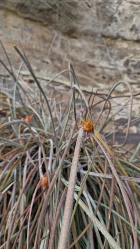pinecone bromeliad