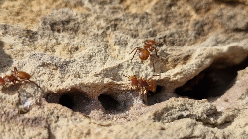 Cephalotes clypeatus