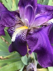 Iris × germanica