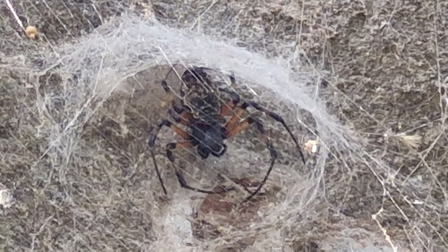 African Hermit Spider