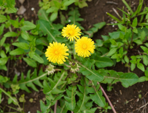 Taraxacum officinale × Taraxacum platycarpum iNat (2)