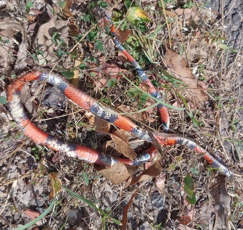 Guibe's Flame Snake