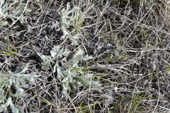 Psephellus carbonatus