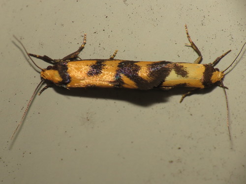 Olbonoma triptycha