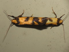 Olbonoma triptycha