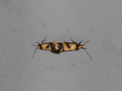 Olbonoma triptycha