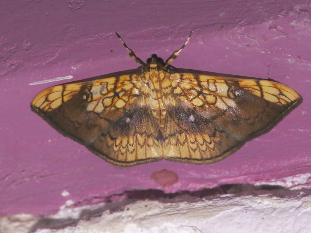 Pantographa scripturalis