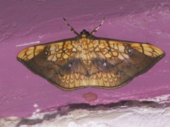 Pantographa scripturalis