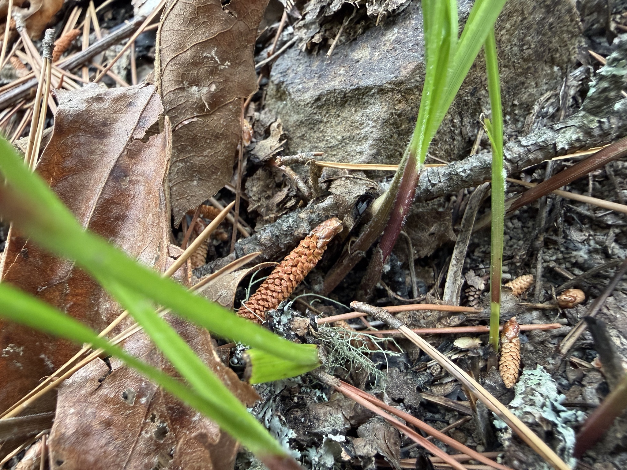Imagem de Scleria oligantha