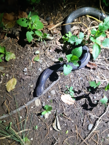 Photo of a Natal Black Snake (Macrelaps microlepidotus)