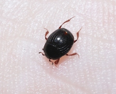 Saprininae