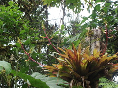 Guzmania rhonhofiana