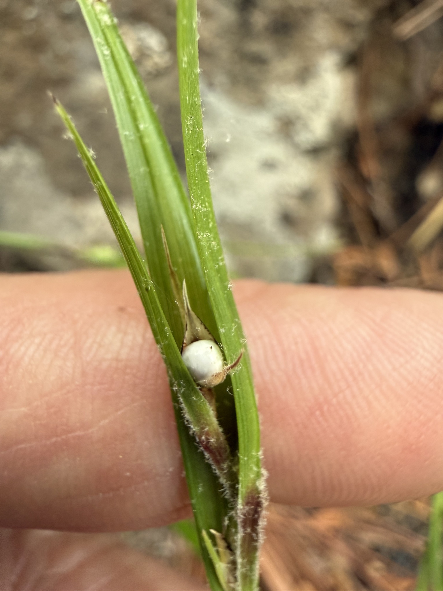 Imagem de Scleria oligantha