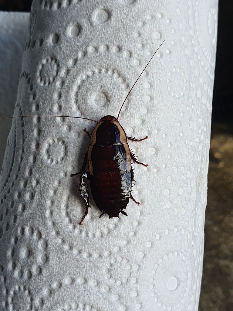 Gisborne Cockroach from Glen Eden, Auckland, New Zealand on March 25 ...