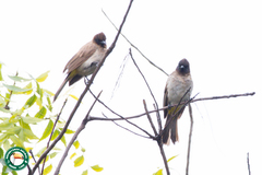 Pycnonotus barbatus