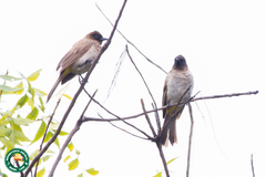 Pycnonotus barbatus