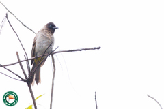 Pycnonotus barbatus