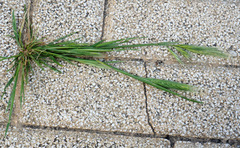 Festuca fasciculata