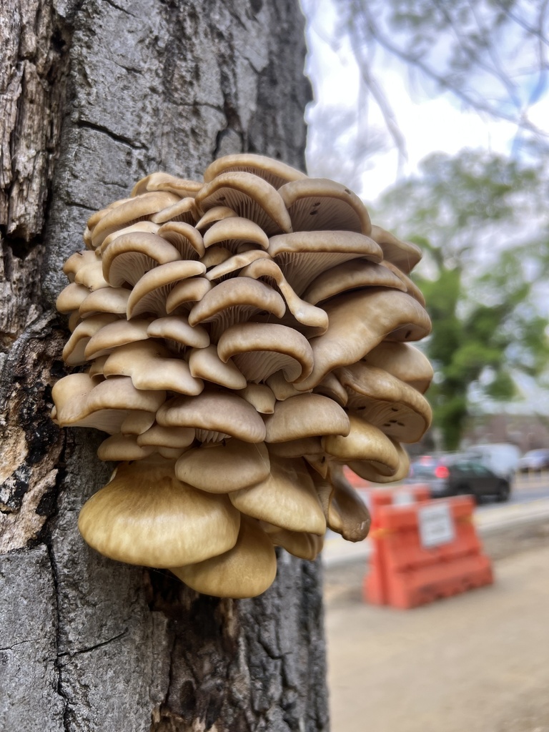 Pleurotus ostreatus · April 2026 · photo: © phillymycobeth (iNaturalist, cc0)