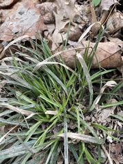 Carex communis
