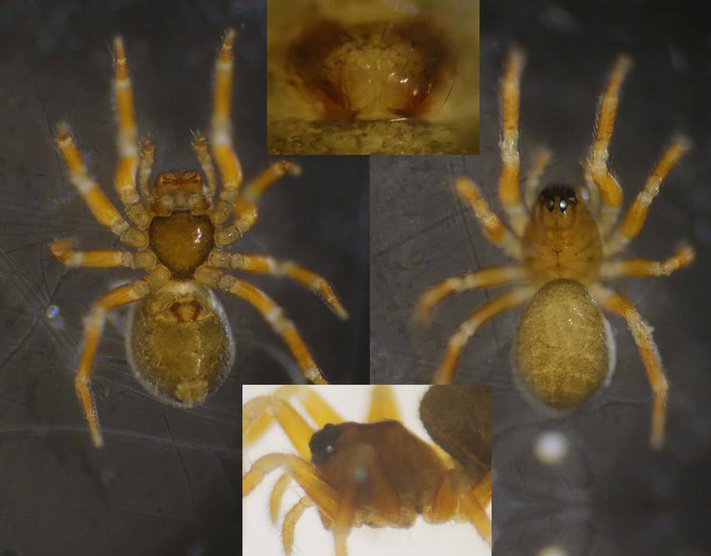 Minyriolus
