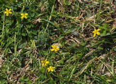 Oxalis corniculata