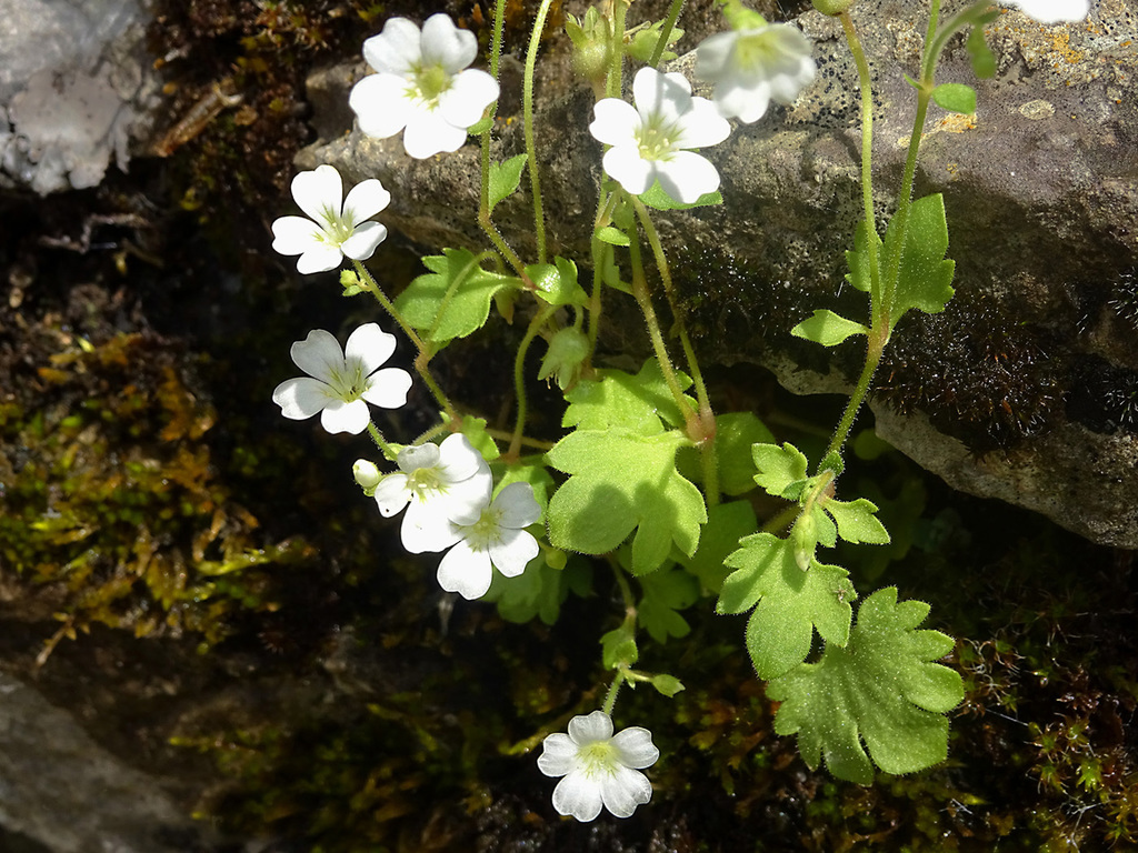 Saxifraga petraea (Saxifraga petraea)