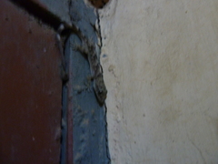 Hemidactylus angulatus