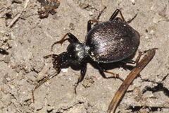 Cychrus attenuatus