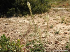 Reseda alba