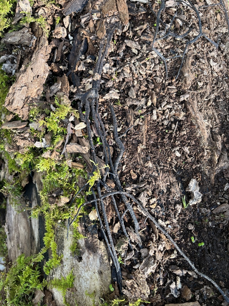 Armillaria · April 2026 · photo: © huntingbon (iNaturalist, cc0)