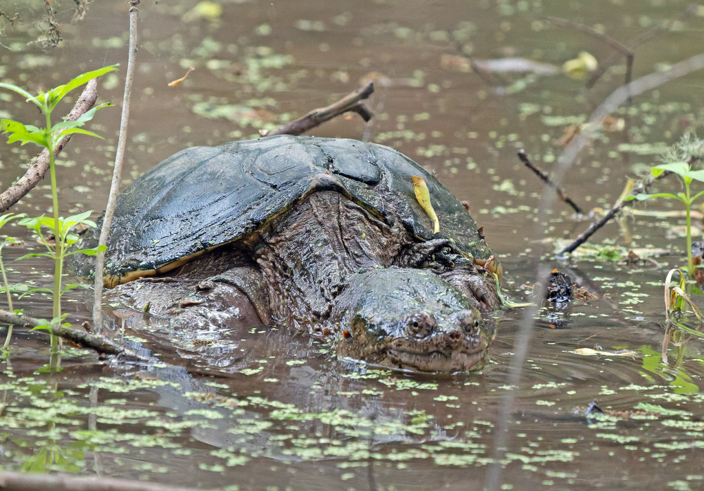 Common Snapping Turtle from High Island, Bolivar Peninsula, TX 77623 ...