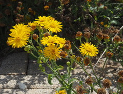 Heterotheca subaxillaris