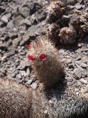 Mammillaria pottsii