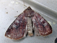 Cerastis tenebrifera