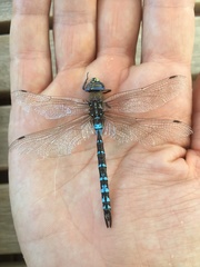 Rhionaeschna absoluta