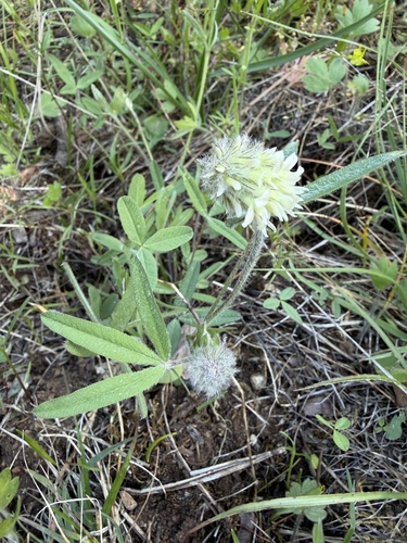 Trifolium eriocephalum, photograph 5