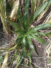 Eryngium agavifolium, photograph author not stated, no rights reserved