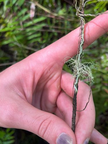 Dendrophylax porrectus, photograph 4
