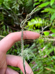 Dendrophylax porrectus, photograph author not stated, no rights reserved