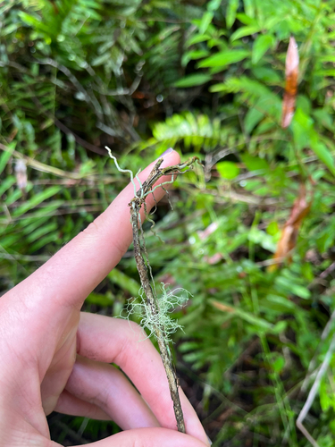 Dendrophylax porrectus, photograph 5