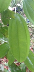 Menispermaceae