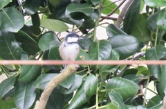 Periparus ater britannicus