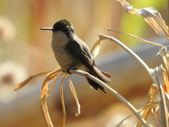 Chlorostilbon assimilis