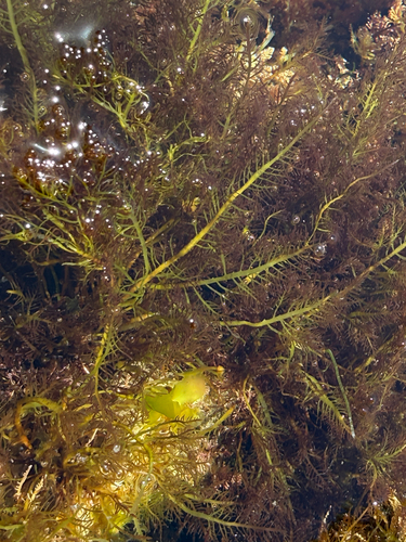 Pterocladiella capillacea